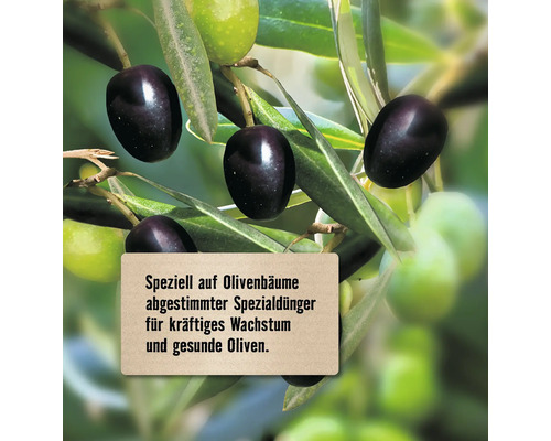 Olivenbaum mit speziellem Dünger für kräftiges Wachstum und gesunde Oliven