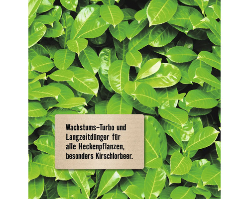 Detailaufnahme von Kirschlorbeerblättern mit dem Hinweis Wachstums-Turbo und Langzeitdünger für alle Heckenpflanzen, besonders Kirschlorbeer.