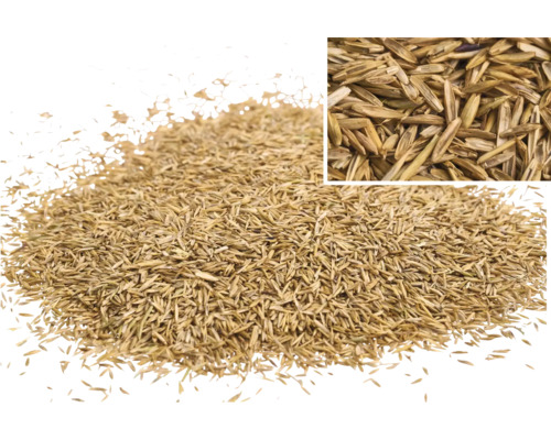 Rasensamen im Detail