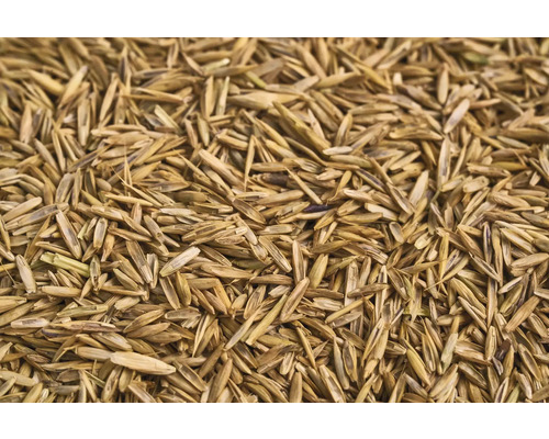 Nahaufnahme von Rasensamen