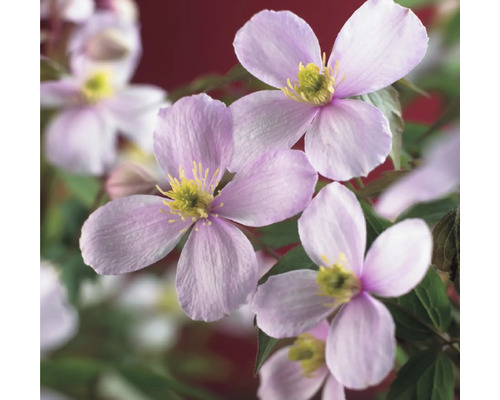 Nahaufnahme von rosa Waldrebenblüten