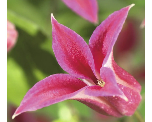 Nahaufnahme einer rosafarbenen Clematisblüte.