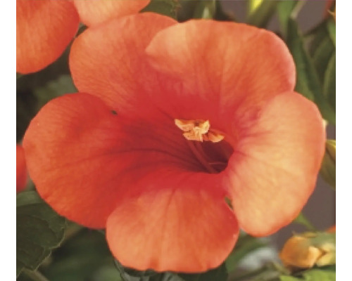 Blüte der Klettertrompete