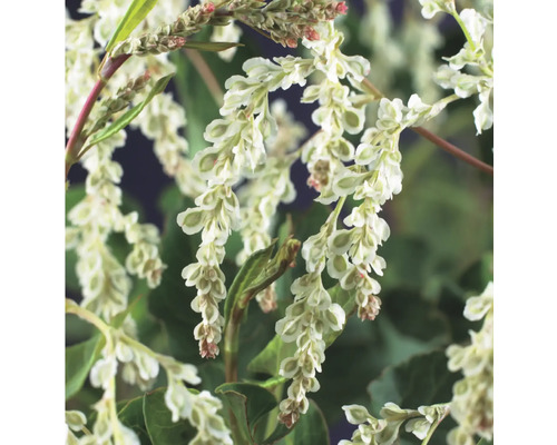 Blütenstand des Schlangen-Knöterichs