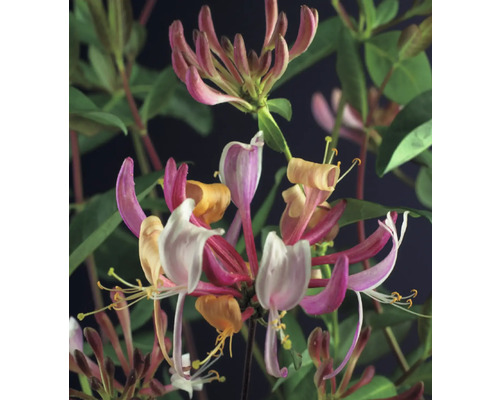 Nahaufnahme einer Geißblattpflanze mit Blüten