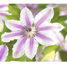 Nahaufnahme einer Clematisblüte mit gestreiften Blütenblättern