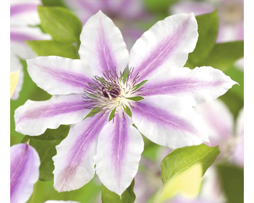 Nahaufnahme einer Clematisblüte mit gestreiften Blütenblättern