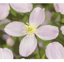 Nahaufnahme einer Clematisblüte