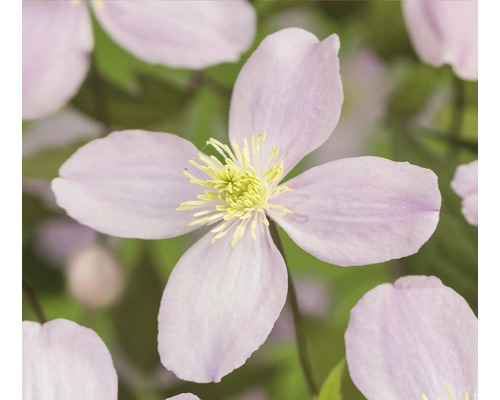 Nahaufnahme einer Clematisblüte