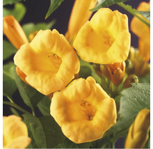 Nahaufnahme von Trompetenblumen mit grünen Blättern