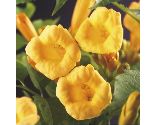 Nahaufnahme von Trompetenblumen mit grünen Blättern