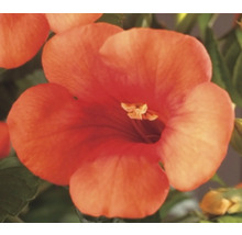 Blüte der Trompetenblume