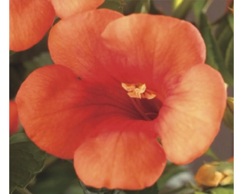 Blüte der Trompetenblume