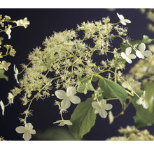 Rispenhortensie mit weißen Blüten und grünen Blättern