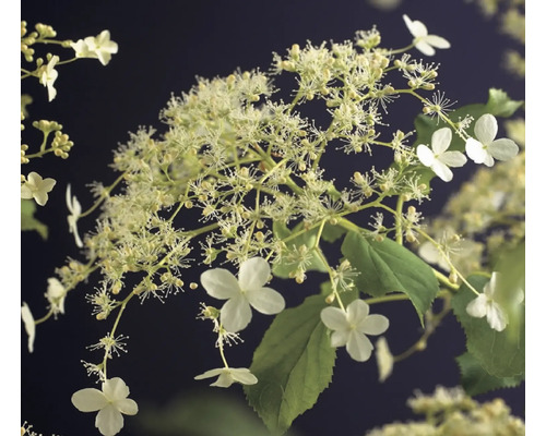 Rispenhortensie mit weißen Blüten und grünen Blättern