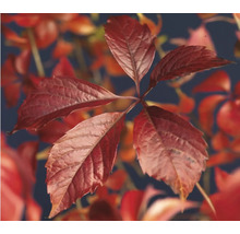 Blatt einer Kletterpflanze
