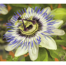 Nahaufnahme einer Passionsblume