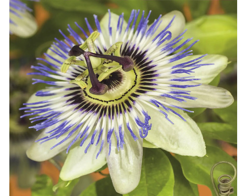 Nahaufnahme einer Passionsblume