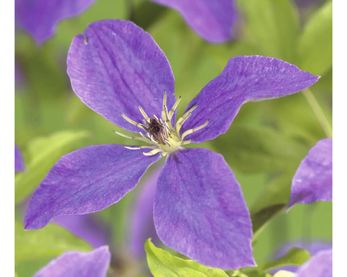 Waldrebe Spezial FloraSelf Clematis in Sorten Co 2,25 L