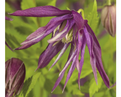 Nahaufnahme einer blauen Waldrebe