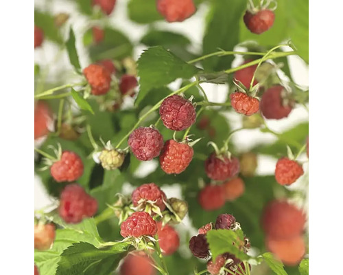 Himbeerpflanze mit reifen Früchten und grünen Blättern.