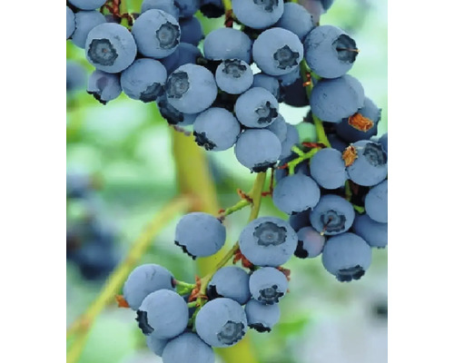 Nahaufnahme von Blaubeeren an einem Zweig