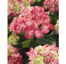 Nahaufnahme einer rosa Hortensienblüte