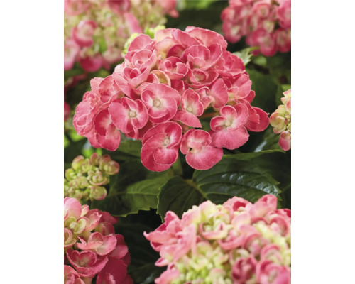 Nahaufnahme einer rosa Hortensienblüte