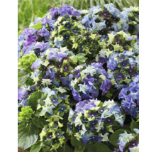 Blühende Hortensie im Garten