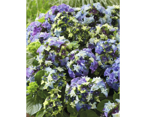 Blühende Hortensie im Garten