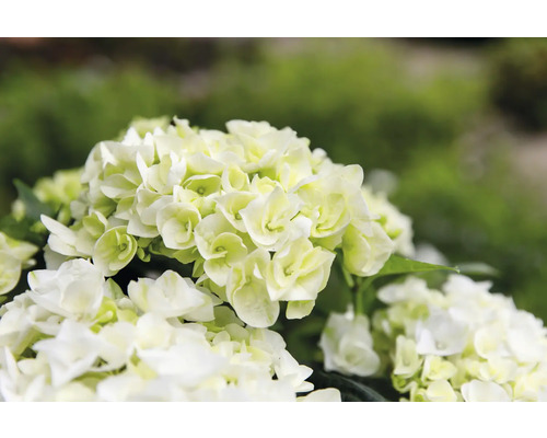 Nahaufnahme einer weißen Hortensienblüte