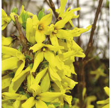 Forsythie mit gelben Blüten