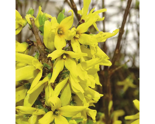 Forsythie mit gelben Blüten