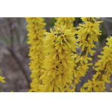 Gelbe Forsythienblüten