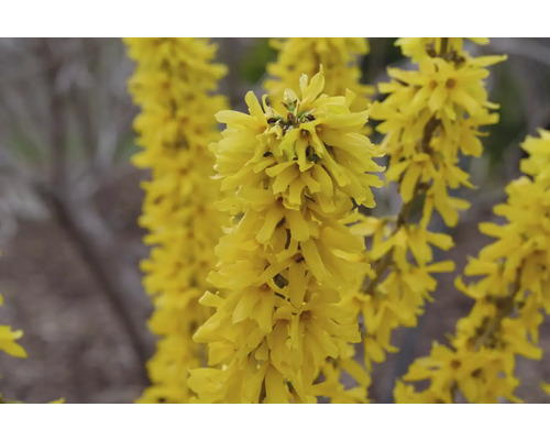 Gelbe Forsythienblüten