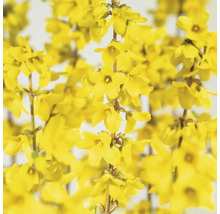 Nahaufnahme von Forsythienblüten
