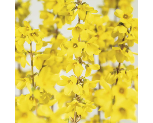 Nahaufnahme von Forsythienblüten