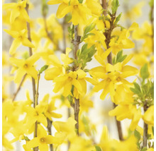 Nahaufnahme von Forsythienblüten
