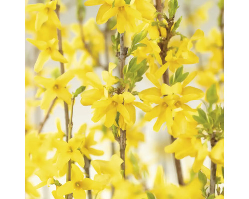 Nahaufnahme von Forsythienblüten