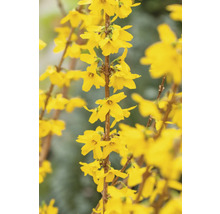 Nahaufnahme von Forsythienzweigen mit gelben Blüten.