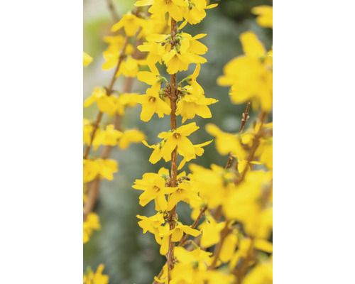 Nahaufnahme von Forsythienzweigen mit gelben Blüten.