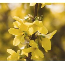 Nahaufnahme einer Forsythienblüte an einem Zweig