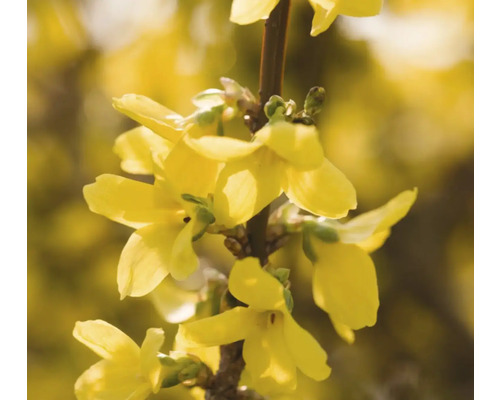 Nahaufnahme einer Forsythienblüte an einem Zweig