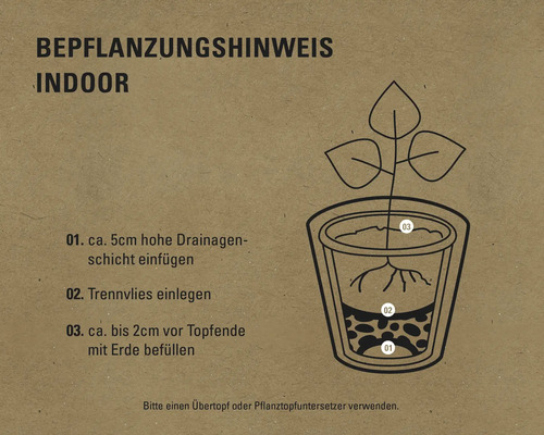 Anleitung zum Einpflanzen von Zimmerpflanzen