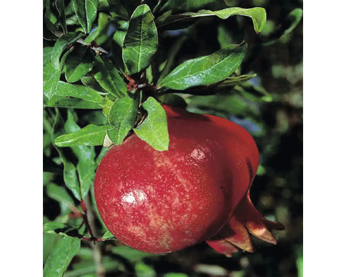 Bio Granatapfel Busch FloraSelf Bio Punica granatum 'Wonderful' H 40-60 cm Co 3 L Reife Granatapfelfrucht am Baum mit grünen Blättern