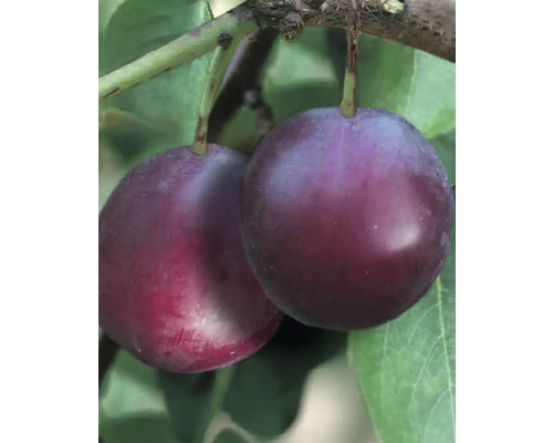 Bio Aprikosen-Kirsche FloraSelf Bio Prunus hybride 'Aprikyra'® H 125-150 cm Co 7,5 L Zwei Pflaumen am Ast mit Blättern