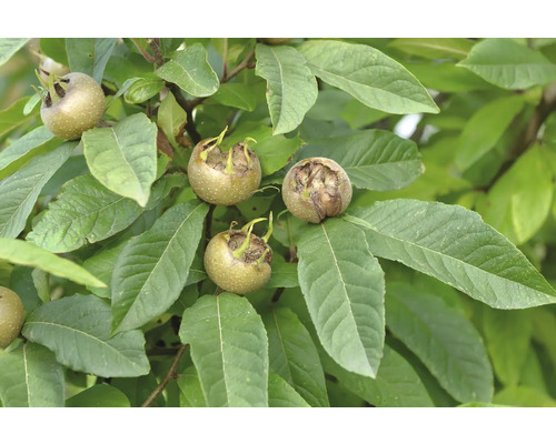 Bio Echte Mispel FloraSelf Bio Mespilus germanica 'Westerveld' Stammhöhe 35-40 cm Gesamthöhe 80-90 cm Co 5 L selbstfruchtend