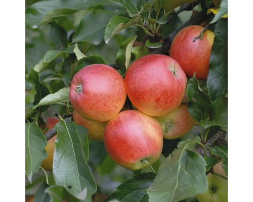 Bio Herbstapfel FloraSelf Bio Malus 'Gala' Stammhöhe 35-40 cm Gesamthöhe 80-90 cm Co 5 L