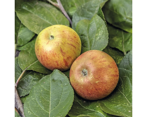 Zwei Äpfel auf Blättern