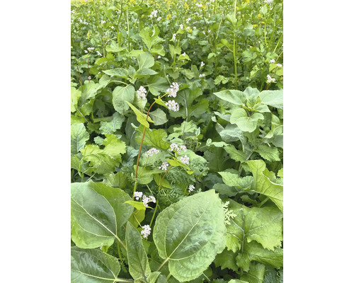 Grünpflanzen mit weißen Blüten